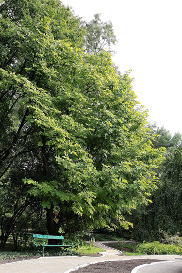 10 YELLOW ASH TREE Kentucky Yellowwood White Flowers Cladrastis Lutea Kentukea Seeds